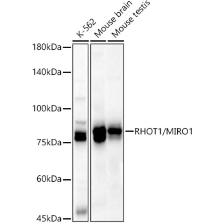 Western Blot - Anti-MIRO1 Antibody (A309670) - Antibodies.com