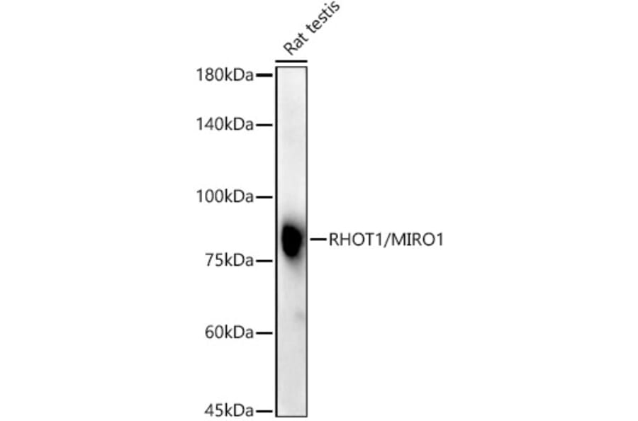Western Blot - Anti-MIRO1 Antibody (A309670) - Antibodies.com