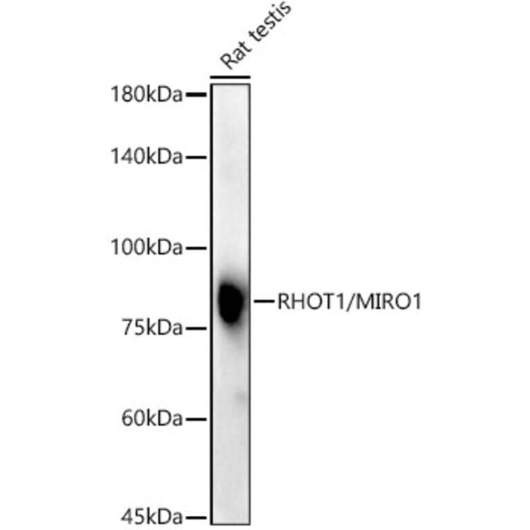 Western Blot - Anti-MIRO1 Antibody (A309670) - Antibodies.com