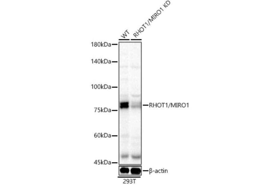 Western Blot - Anti-MIRO1 Antibody (A309670) - Antibodies.com