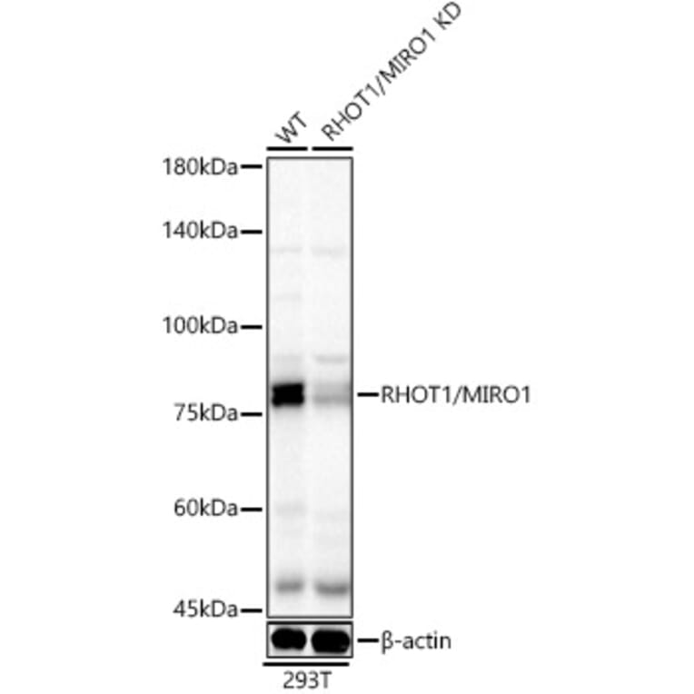 Western Blot - Anti-MIRO1 Antibody (A309670) - Antibodies.com