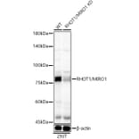 Western Blot - Anti-MIRO1 Antibody (A309670) - Antibodies.com