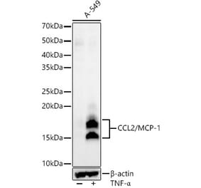 Western Blot - Anti-MCP1 Antibody [ARC60146] (A309674) - Antibodies.com