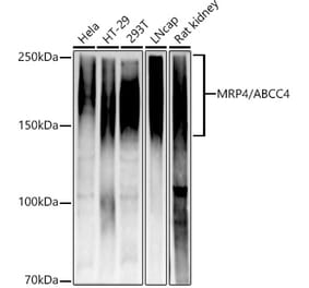 Western Blot - Anti-MRP4 Antibody [ARC52223] (A309684) - Antibodies.com