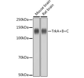 Western Blot - Anti-TrkA +TRkB + TrkC Antibody [ARC2649] (A309687) - Antibodies.com