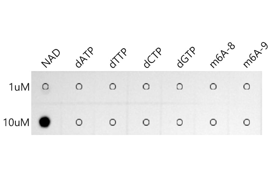 Dot Blot - Anti-NAD Antibody [ARC51050] (A309689) - Antibodies.com