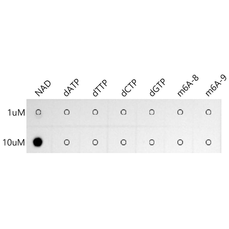 Dot Blot - Anti-NAD Antibody [ARC51050] (A309689) - Antibodies.com