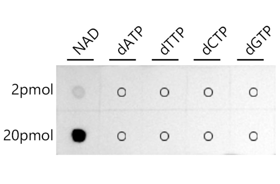 Dot Blot - Anti-NAD Antibody (A309690) - Antibodies.com