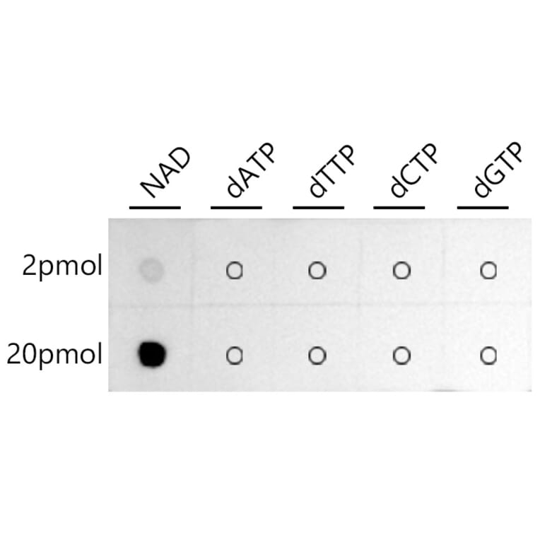 Dot Blot - Anti-NAD Antibody (A309690) - Antibodies.com