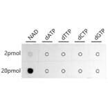 Dot Blot - Anti-NAD Antibody (A309690) - Antibodies.com