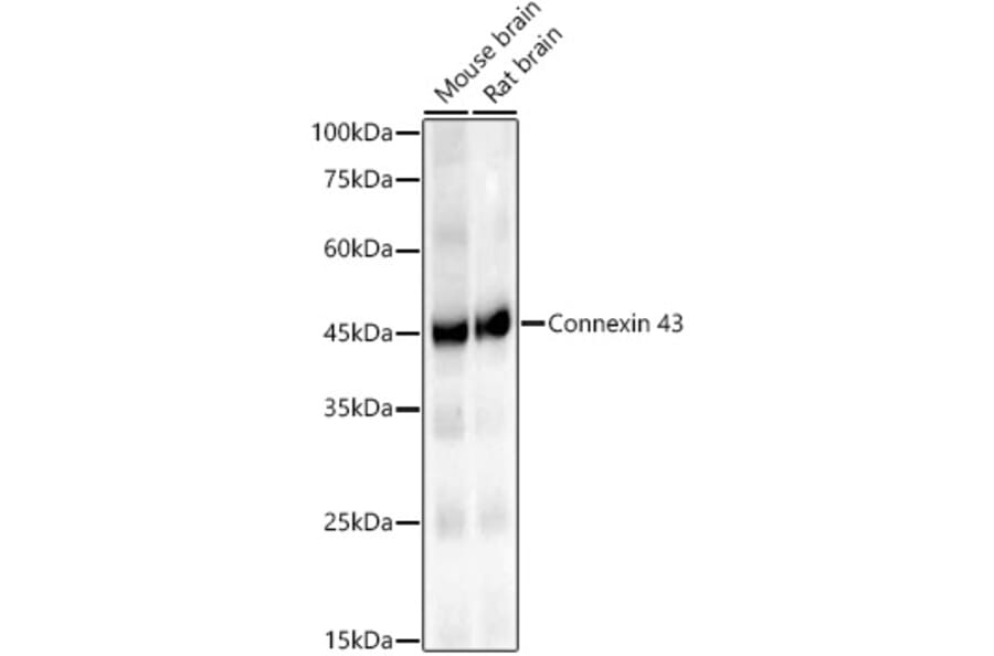 Western Blot - Anti-Connexin 43/GJA1 Antibody [ARC58819] (A309695) - Antibodies.com