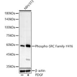 Western Blot - Anti-Src (phospho Tyr416) Antibody [ARC57736] (A309701) - Antibodies.com