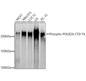 Western Blot - Anti-RNA polymerase II CTD repeat YSPTSPS (phospho Thr4) Antibody (A309702) - Antibodies.com