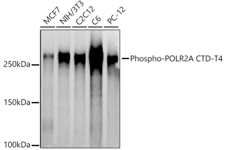 Western Blot - Anti-RNA polymerase II CTD repeat YSPTSPS (phospho Thr4) Antibody (A309702) - Antibodies.com
