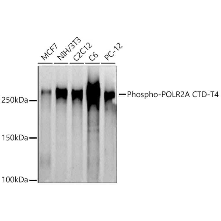 Western Blot - Anti-RNA polymerase II CTD repeat YSPTSPS (phospho Thr4) Antibody (A309702) - Antibodies.com