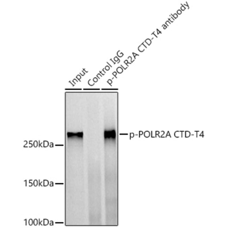 Western Blot - Anti-RNA polymerase II CTD repeat YSPTSPS (phospho Thr4) Antibody (A309702) - Antibodies.com