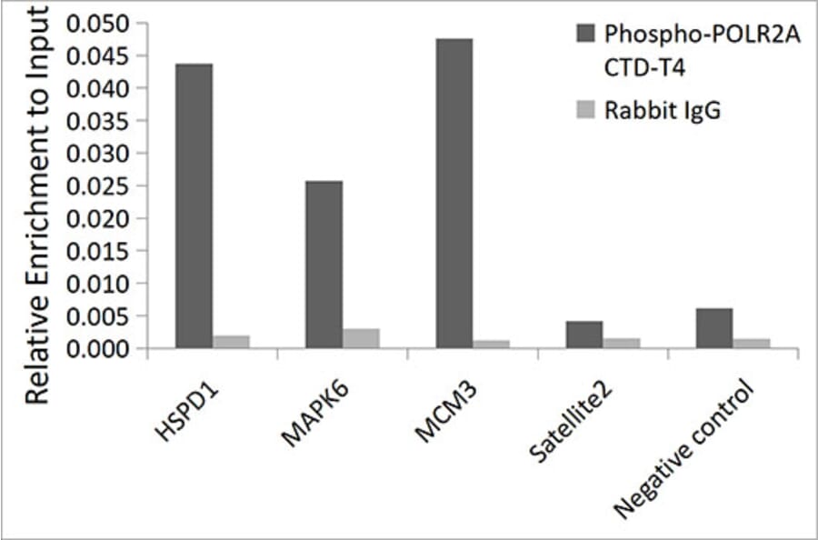 Chromatin Immunoprecipitation - Anti-RNA polymerase II CTD repeat YSPTSPS (phospho Thr4) Antibody (A309702) - Antibodies.com