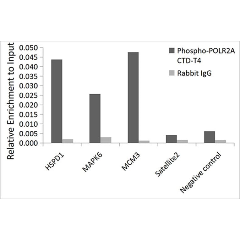 Chromatin Immunoprecipitation - Anti-RNA polymerase II CTD repeat YSPTSPS (phospho Thr4) Antibody (A309702) - Antibodies.com