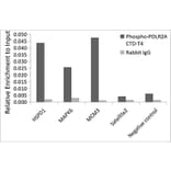 Chromatin Immunoprecipitation - Anti-RNA polymerase II CTD repeat YSPTSPS (phospho Thr4) Antibody (A309702) - Antibodies.com