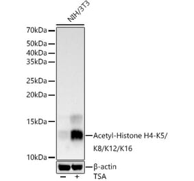 Western Blot - Anti-Histone H4 (acetyl Lys5 + Lys8 + Lys12 + Lys16) Antibody (A309705) - Antibodies.com