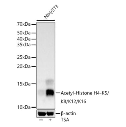 Western Blot - Anti-Histone H4 (acetyl Lys5 + Lys8 + Lys12 + Lys16) Antibody (A309705) - Antibodies.com