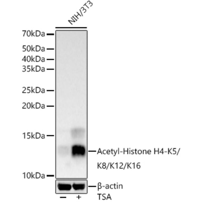 Western Blot - Anti-Histone H4 (acetyl Lys5 + Lys8 + Lys12 + Lys16) Antibody (A309705) - Antibodies.com