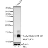 Western Blot - Anti-Histone H4 (acetyl Lys5 + Lys8 + Lys12 + Lys16) Antibody (A309705) - Antibodies.com