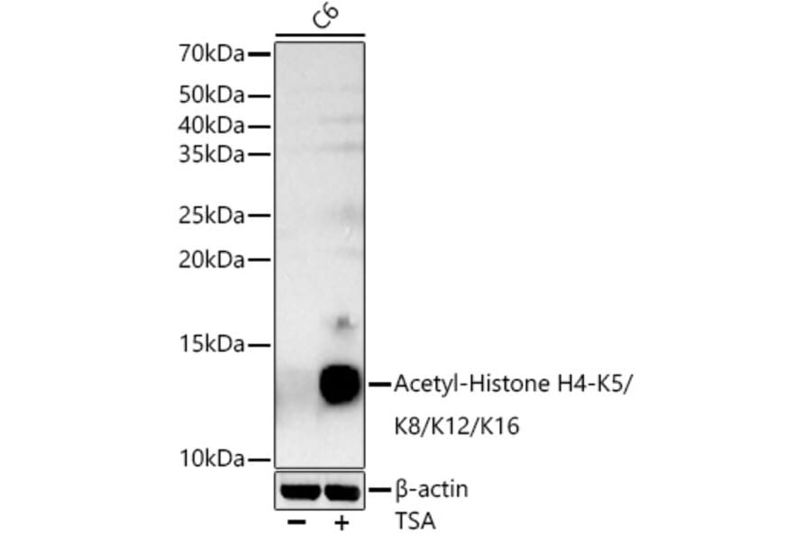 Western Blot - Anti-Histone H4 (acetyl Lys5 + Lys8 + Lys12 + Lys16) Antibody (A309705) - Antibodies.com