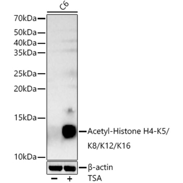 Western Blot - Anti-Histone H4 (acetyl Lys5 + Lys8 + Lys12 + Lys16) Antibody (A309705) - Antibodies.com