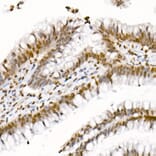 Immunohistochemistry - Anti-Histone H4 (acetyl Lys5 + Lys8 + Lys12 + Lys16) Antibody (A309705) - Antibodies.com