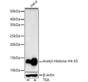 Western Blot - Anti-Histone H4 (acetyl Lys5) Antibody [ARC58041] (A309706) - Antibodies.com