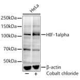 Western Blot - Anti-HIF-1 alpha Antibody [ARC0135] (A309708) - Antibodies.com