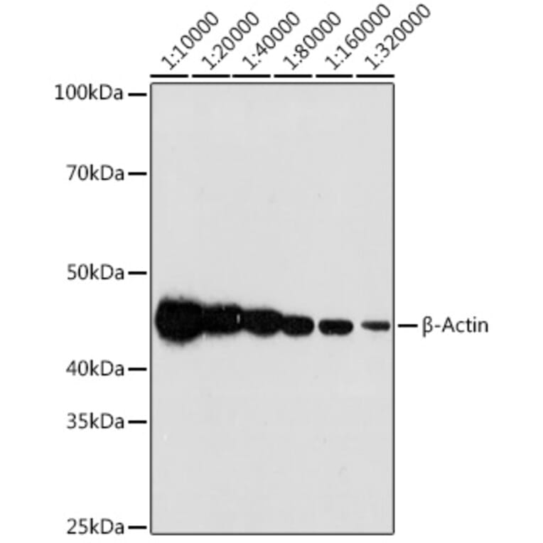 Western Blot - Anti-beta Actin Antibody [ARC5115-01] (A309717) - Antibodies.com