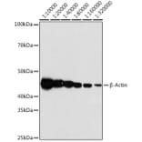 Western Blot - Anti-beta Actin Antibody [ARC5115-01] (A309717) - Antibodies.com