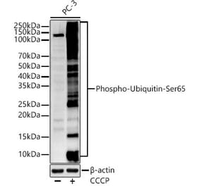 Western Blot - Anti-Ubiquitin (phospho Ser65) Antibody (A309718) - Antibodies.com