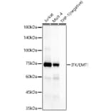 Western Blot - Anti-ITK/EMT Antibody [ARC58362] (A309723) - Antibodies.com