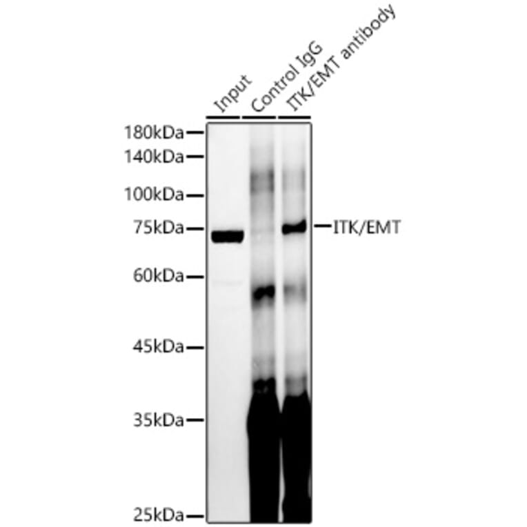 Western Blot - Anti-ITK/EMT Antibody [ARC58362] (A309723) - Antibodies.com