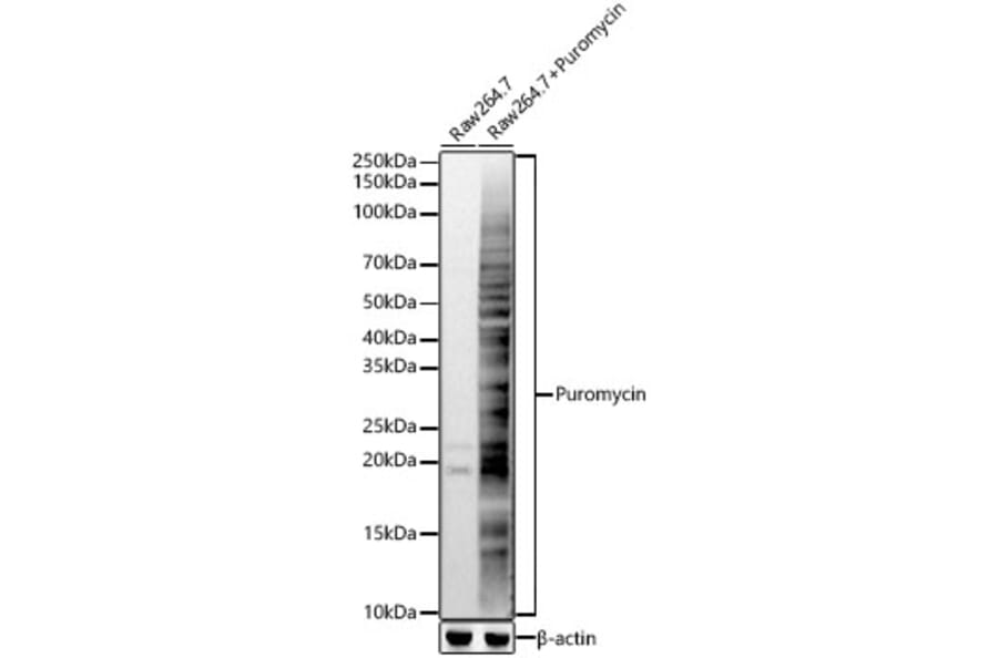 Western Blot - Anti-Puromycin Antibody (A309724) - Antibodies.com