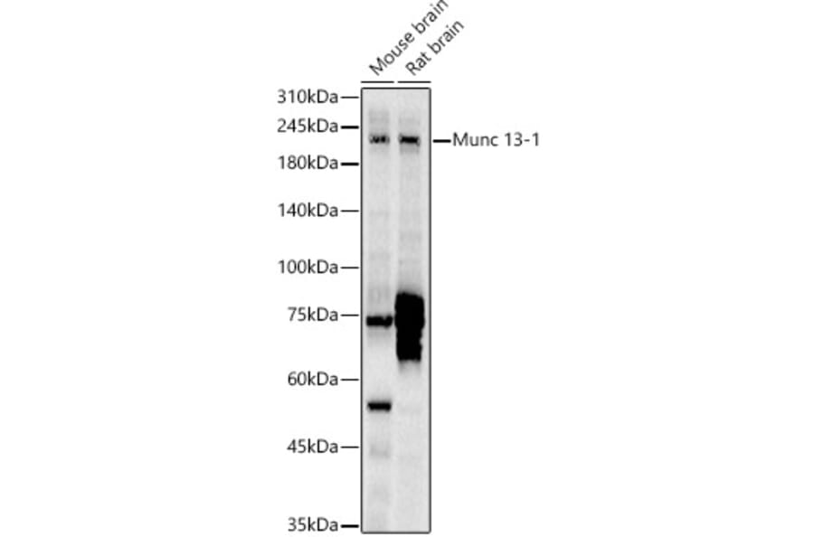 Western Blot - Anti-Munc13-1 Antibody (A309725) - Antibodies.com