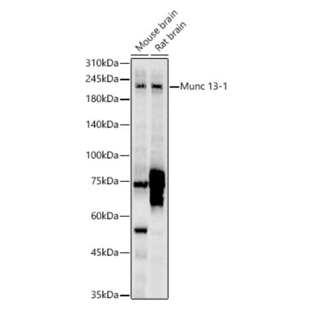 Western Blot - Anti-Munc13-1 Antibody (A309725) - Antibodies.com