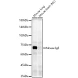 Western Blot - Anti-IgE Antibody [ARC60081] (A309727) - Antibodies.com
