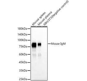Western Blot - Anti-IgM Antibody [ARC58902] (A309728) - Antibodies.com