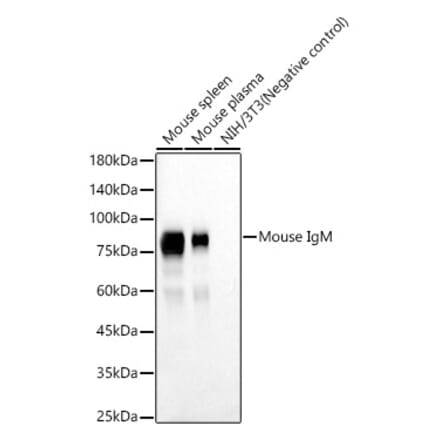 Western Blot - Anti-IgM Antibody [ARC58902] (A309728) - Antibodies.com