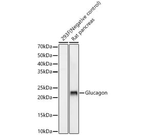 Western Blot - Anti-Glucagon Antibody [ARC56934] (A309735) - Antibodies.com