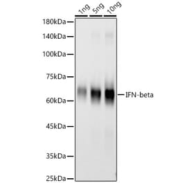 Western Blot - Anti-Interferon beta Antibody [ARC58590] (A309736) - Antibodies.com