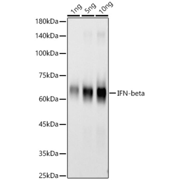 Western Blot - Anti-Interferon beta Antibody [ARC58590] (A309736) - Antibodies.com