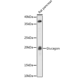Western Blot - Anti-Glucagon Antibody [ARC0382] (A309737) - Antibodies.com