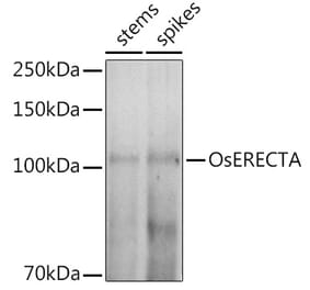 Western Blot - Anti-ER1 Antibody (A309740) - Antibodies.com