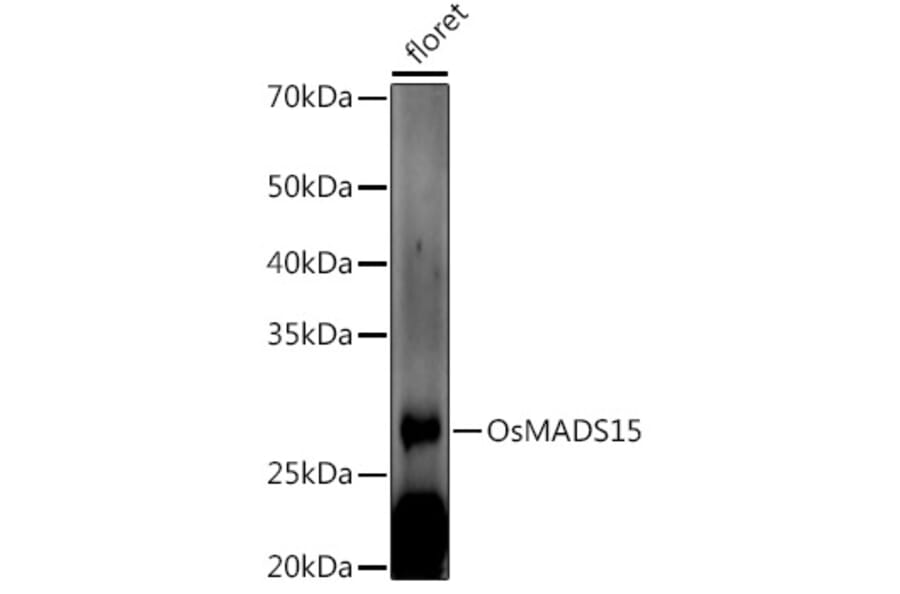 Western Blot - Anti-MADS15 Antibody (A309742) - Antibodies.com
