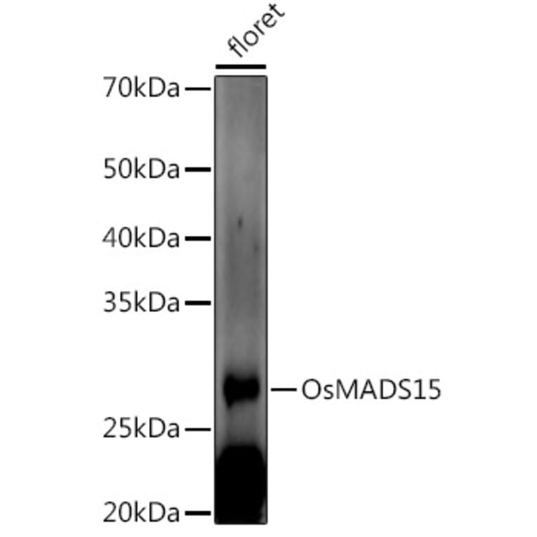 Western Blot - Anti-MADS15 Antibody (A309742) - Antibodies.com